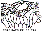 Ilustração